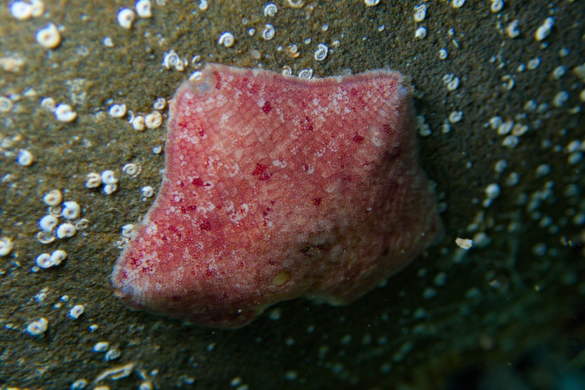 Meridiastra medius