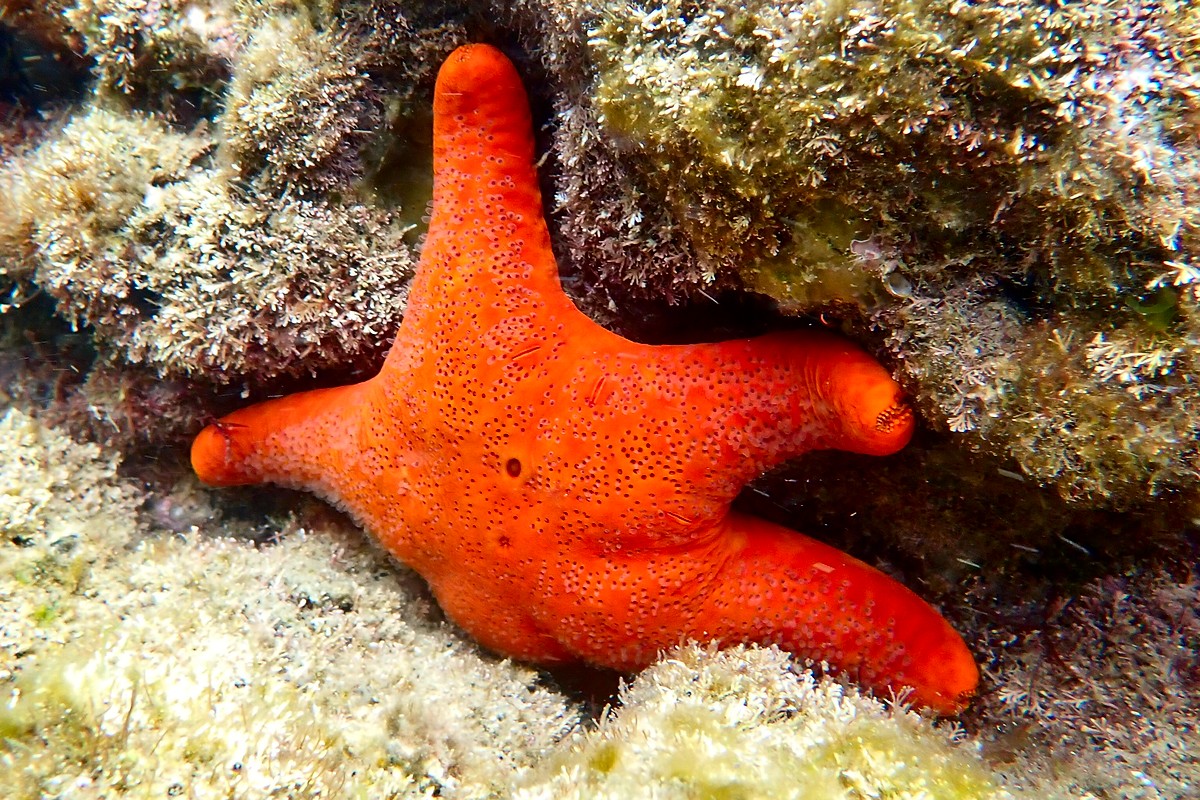 Petricia vernicina - Velvet Sea Star
