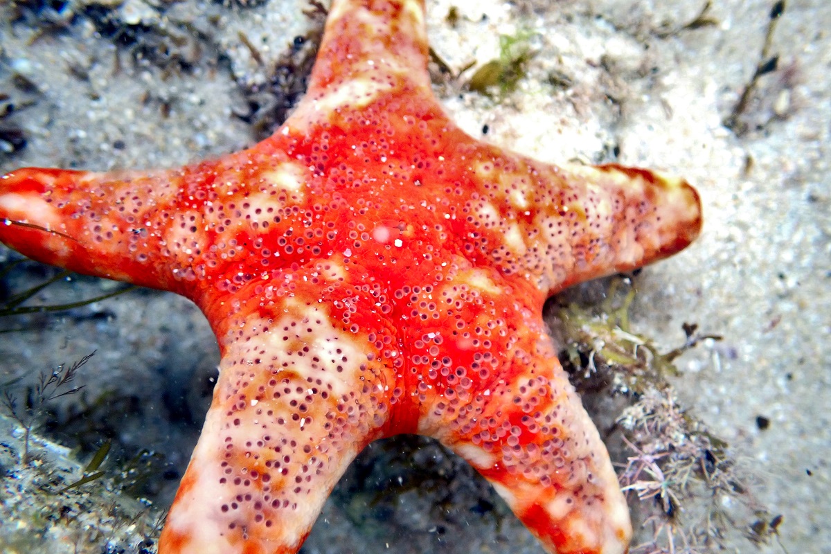 Petricia vernicina - Velvet Sea Star