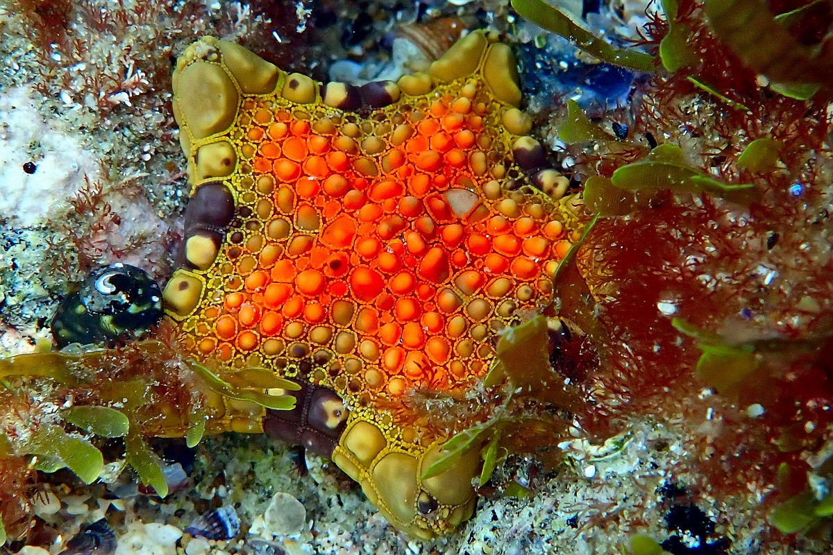 Tosia australis - Common Biscuit Star