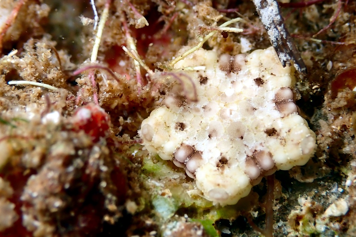 Tosia australis - Common Biscuit Star