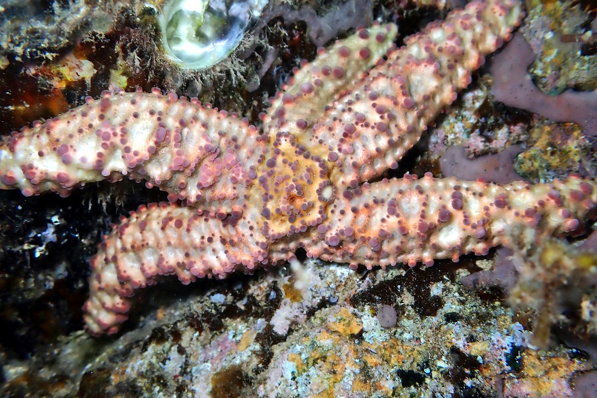 Uniophora granifera - Rough Seastar