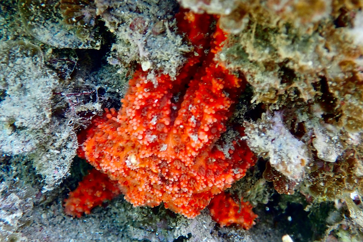 Uniophora granifera - Rough Seastar