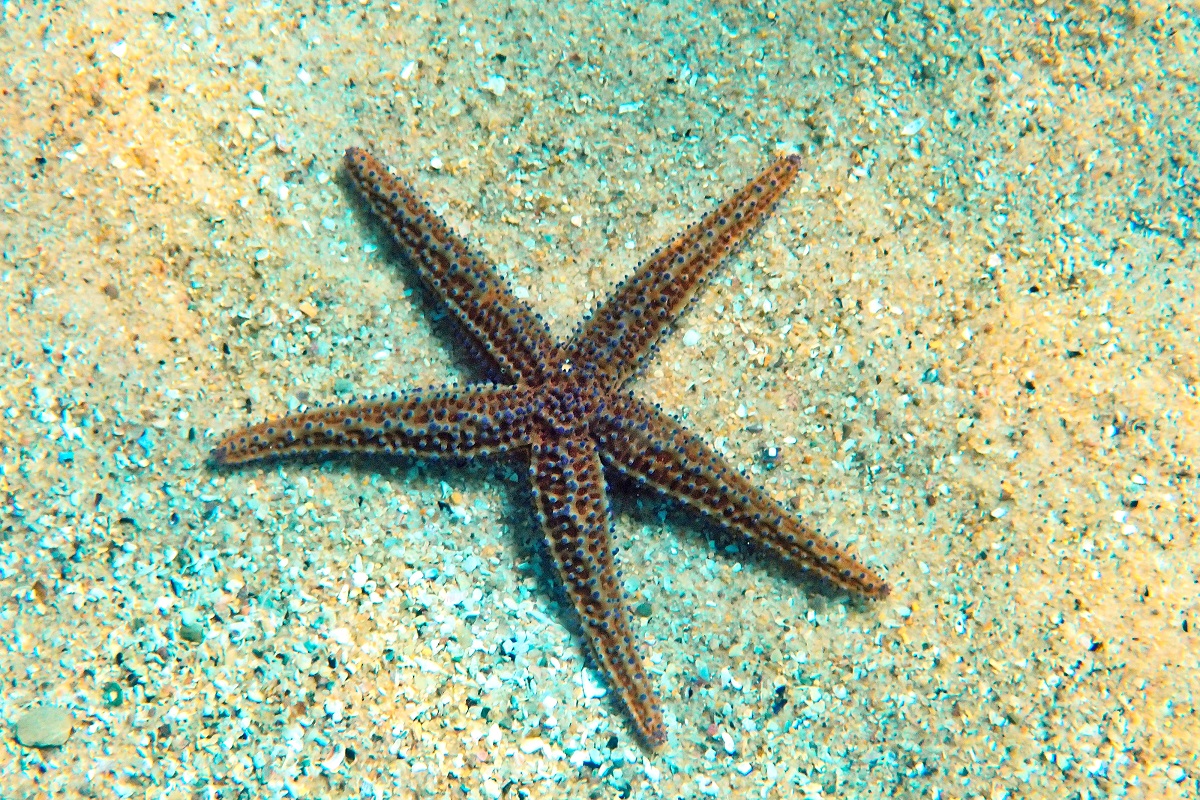 Uniophora nuda - Bare Sea Star