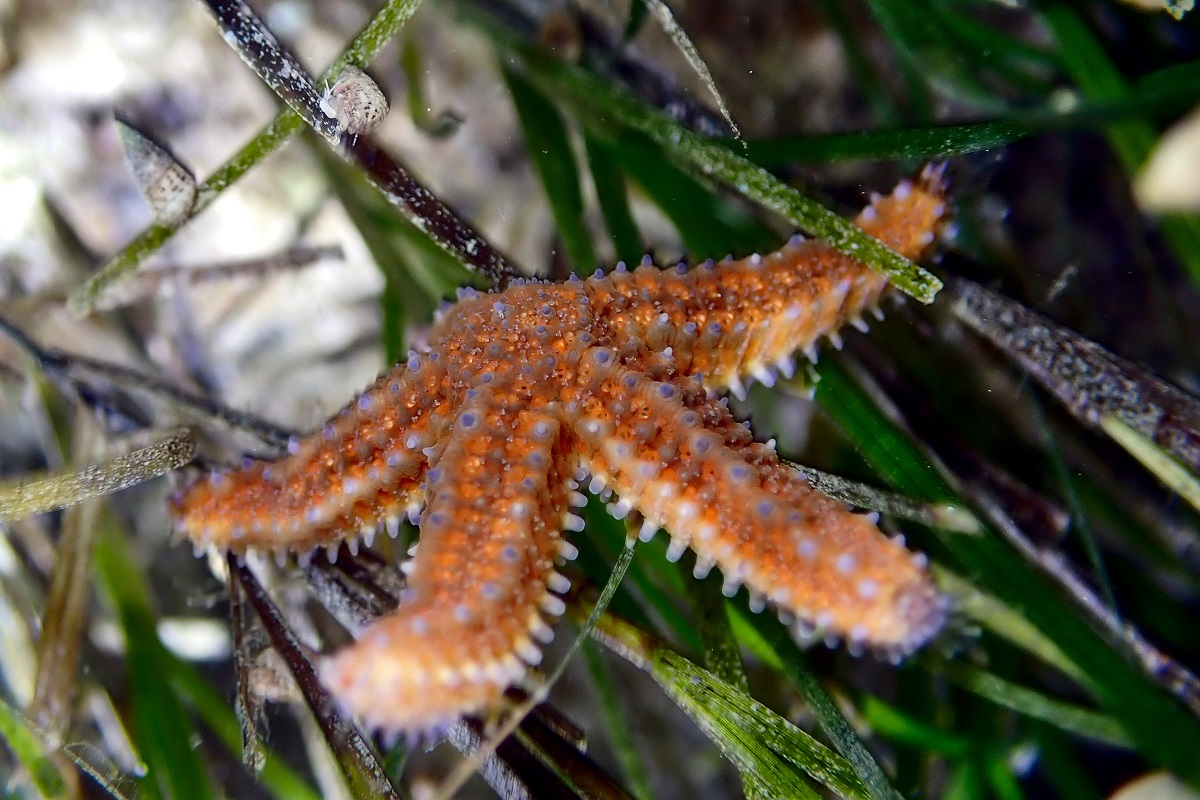 Uniophora nuda - Bare Sea Star