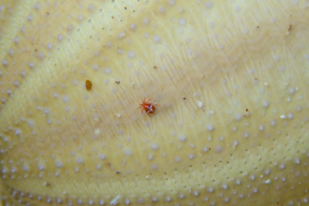 Mites (Order Trombidiformes)