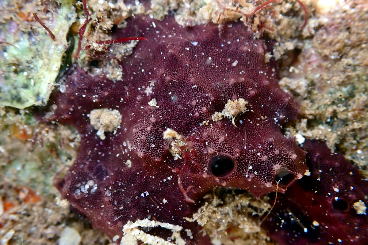 Chelonaplysilla violacea