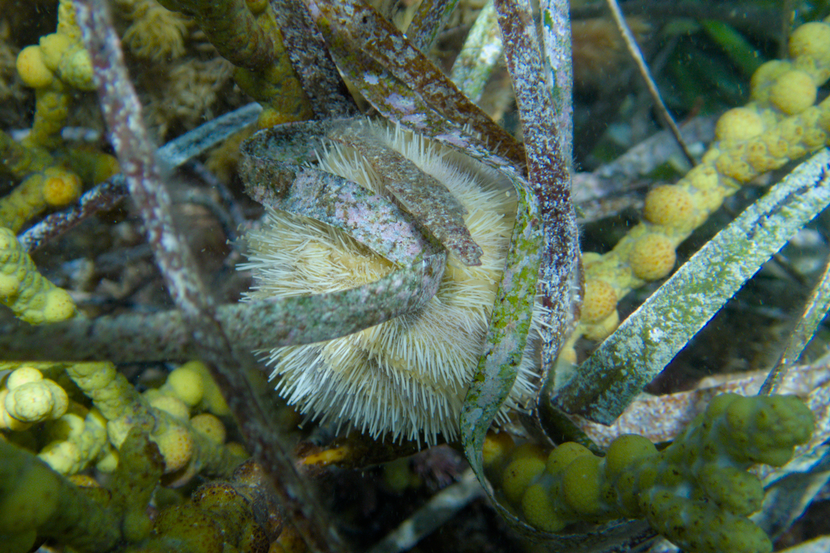 Amblypneustes pallidus