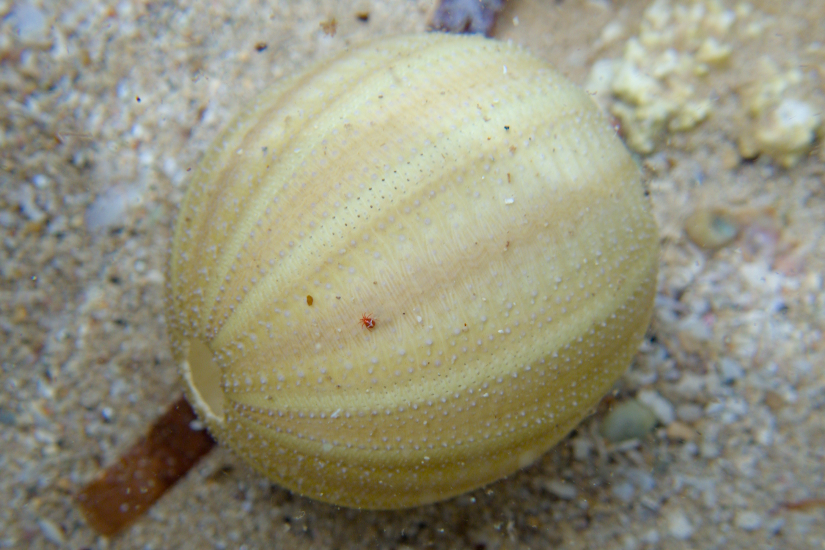 Amblypneustes pallidus