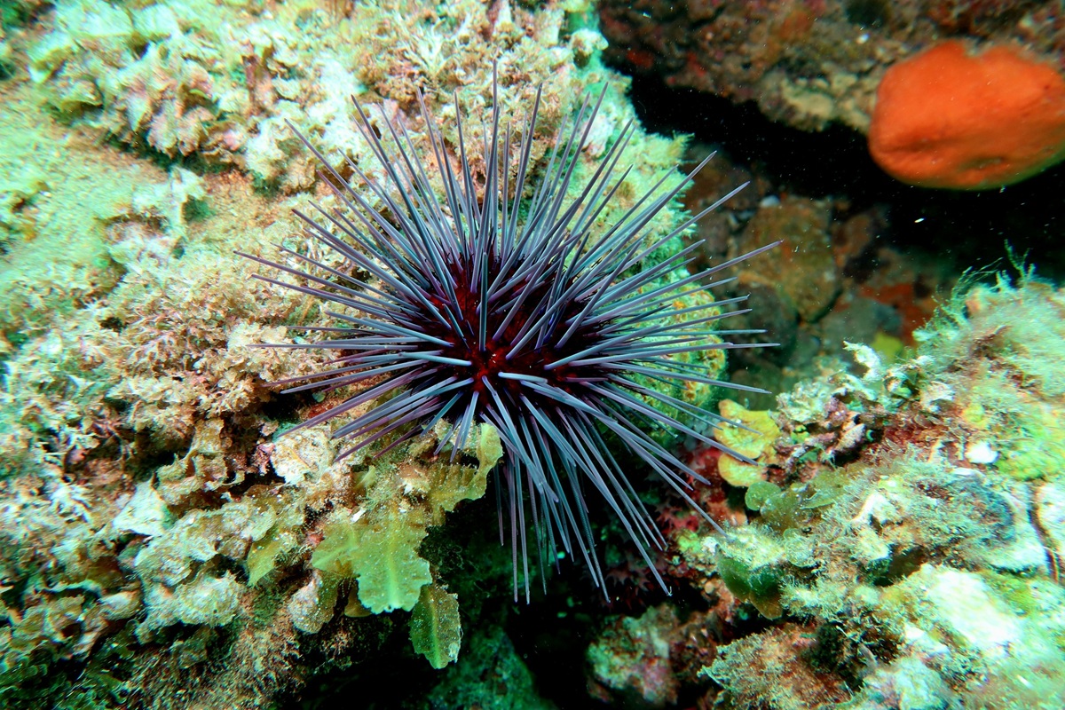 Centrostephanus tenuispinus - Western Longspined Sea Urchin