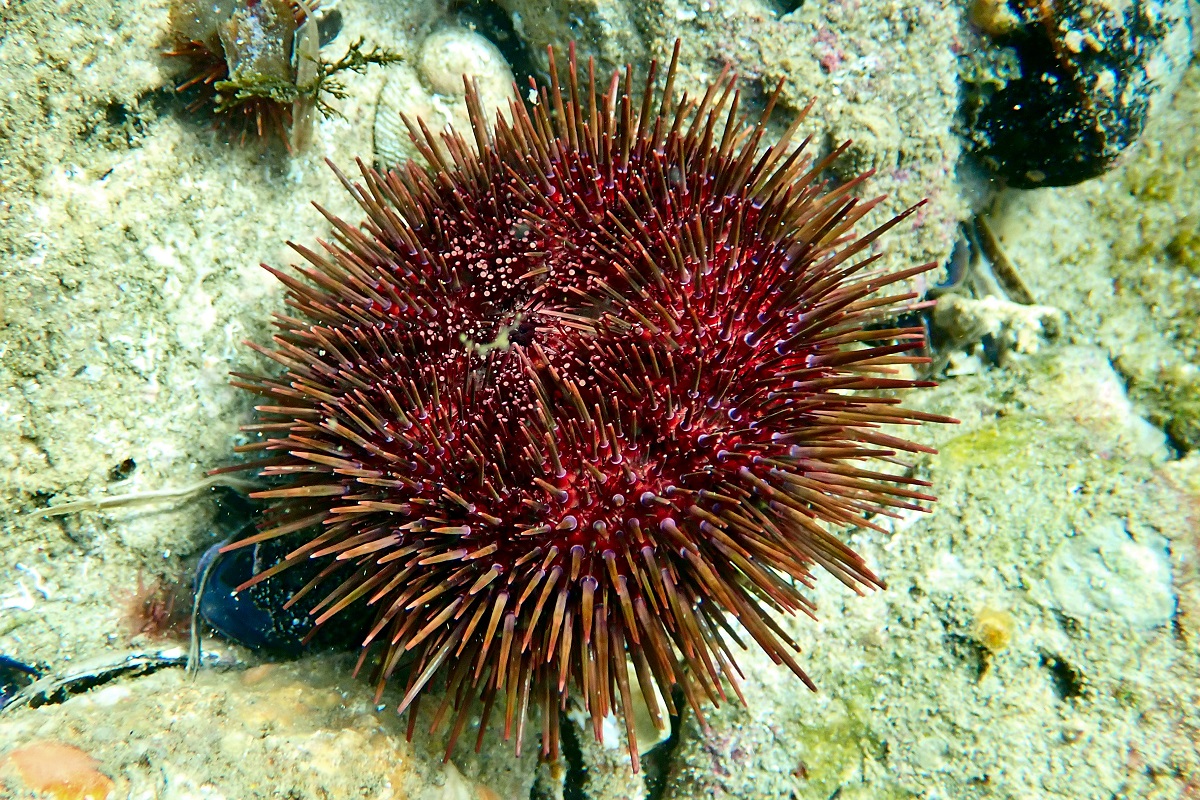 Heliocidaris erythrogramma - Shortspined Sea Urchin