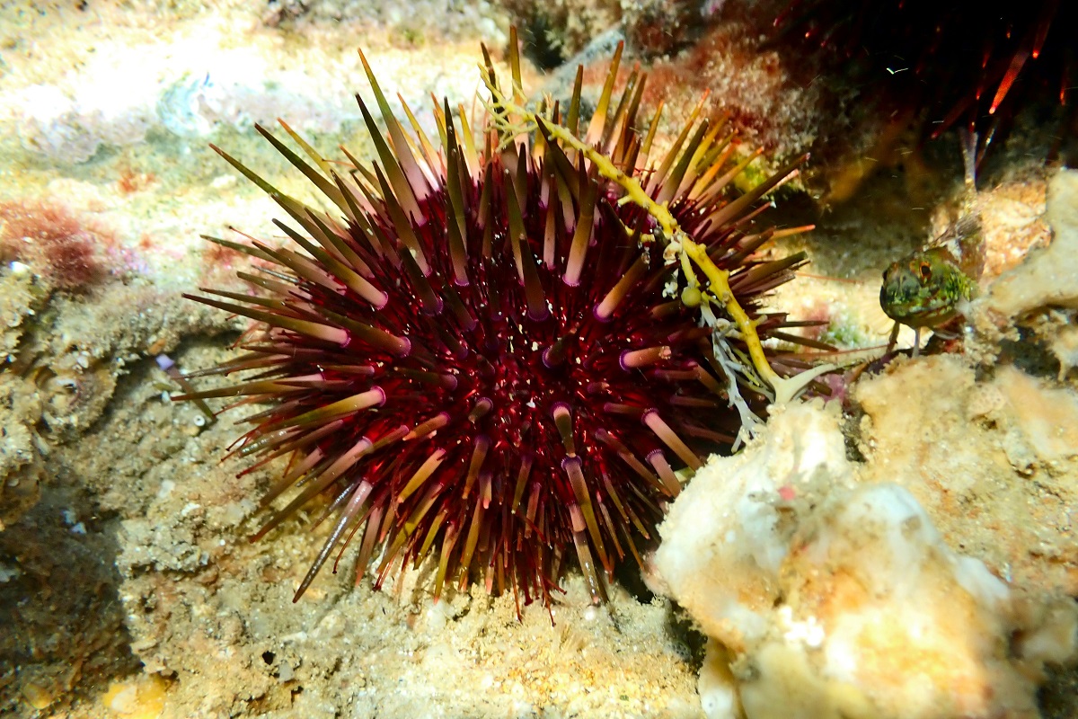 Heliocidaris erythrogramma - Shortspined Sea Urchin