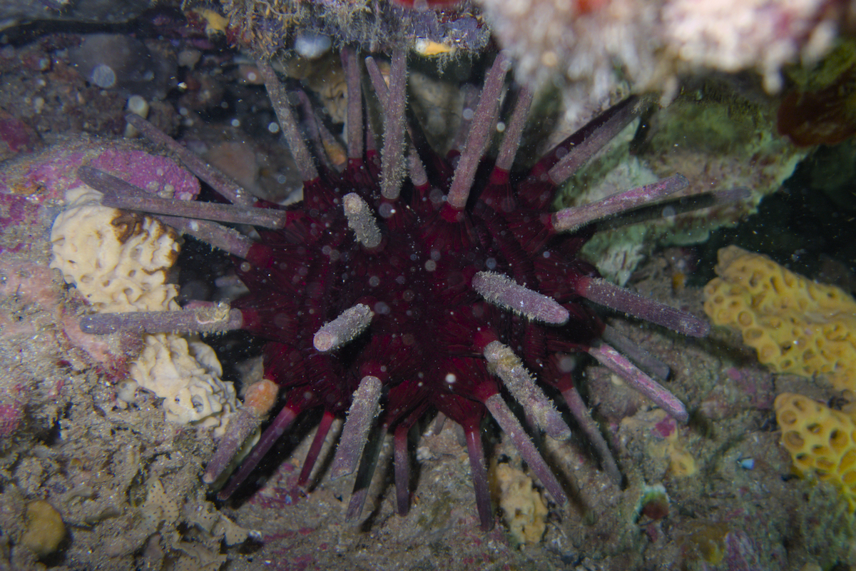 Phyllacanthus irregularis