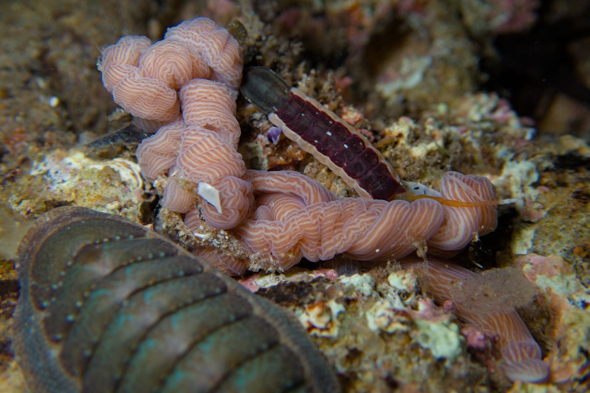 Baseodiscus delineatus