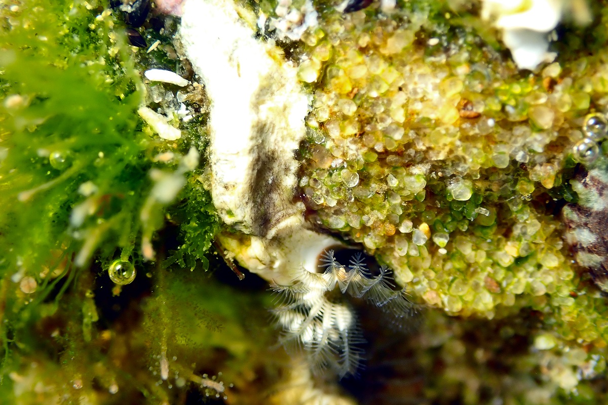 Galeolaria caespitosa - Intertidal Tube Worm