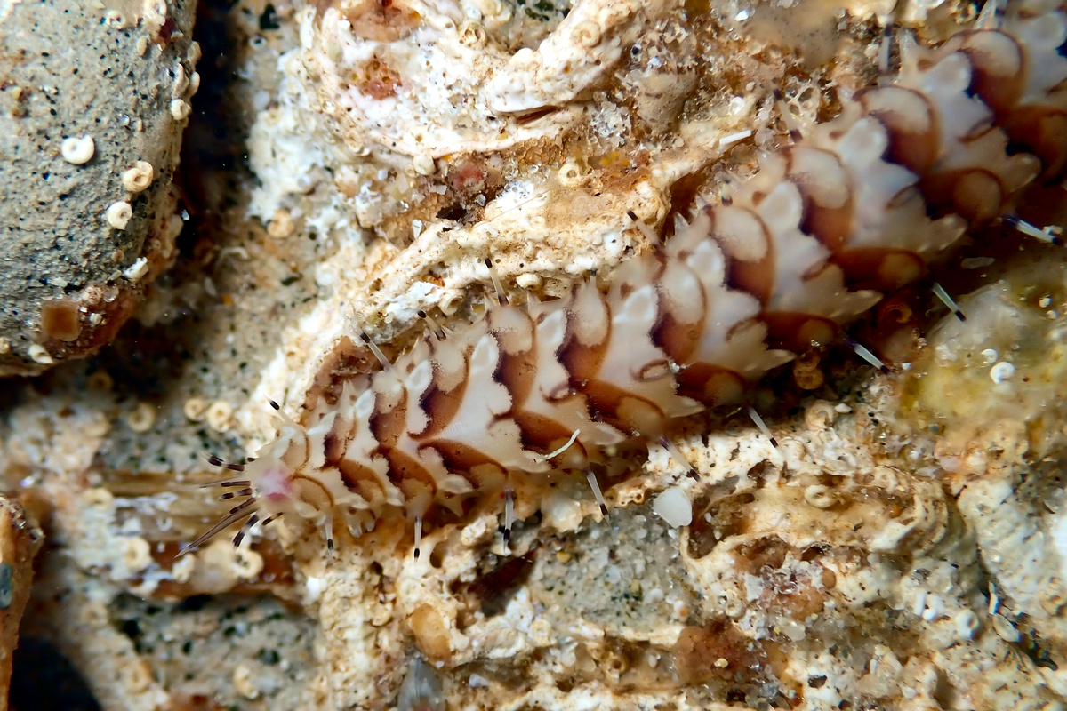 Lepidonotus melanogrammus - Dark-Marked Scale Worm