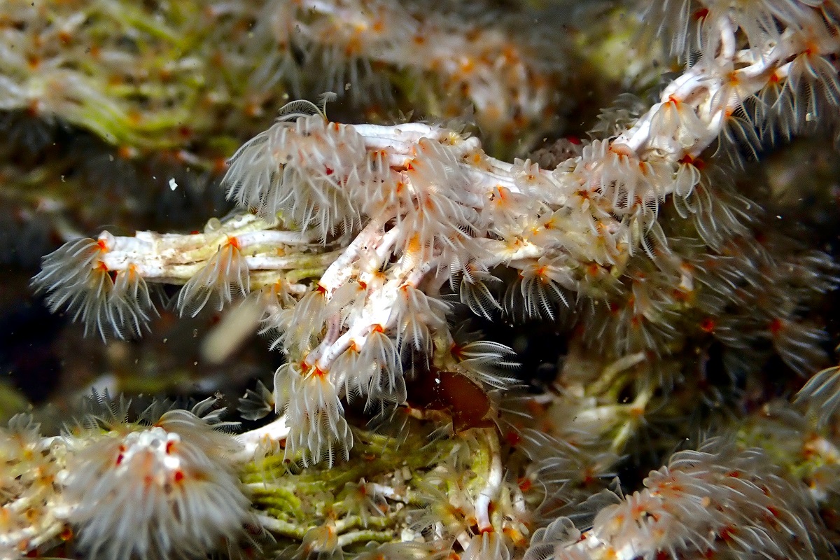 Salmacina australis