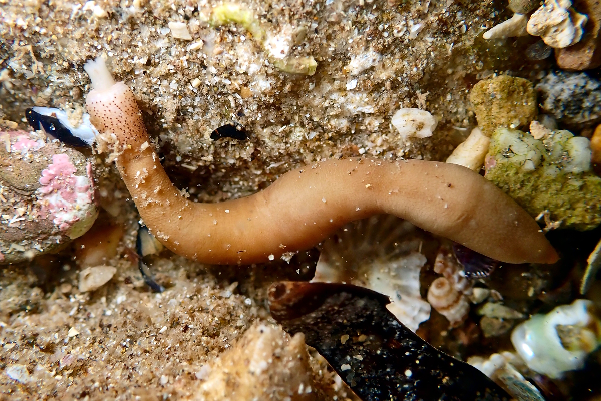 Peanut Worms (Sipunculans)