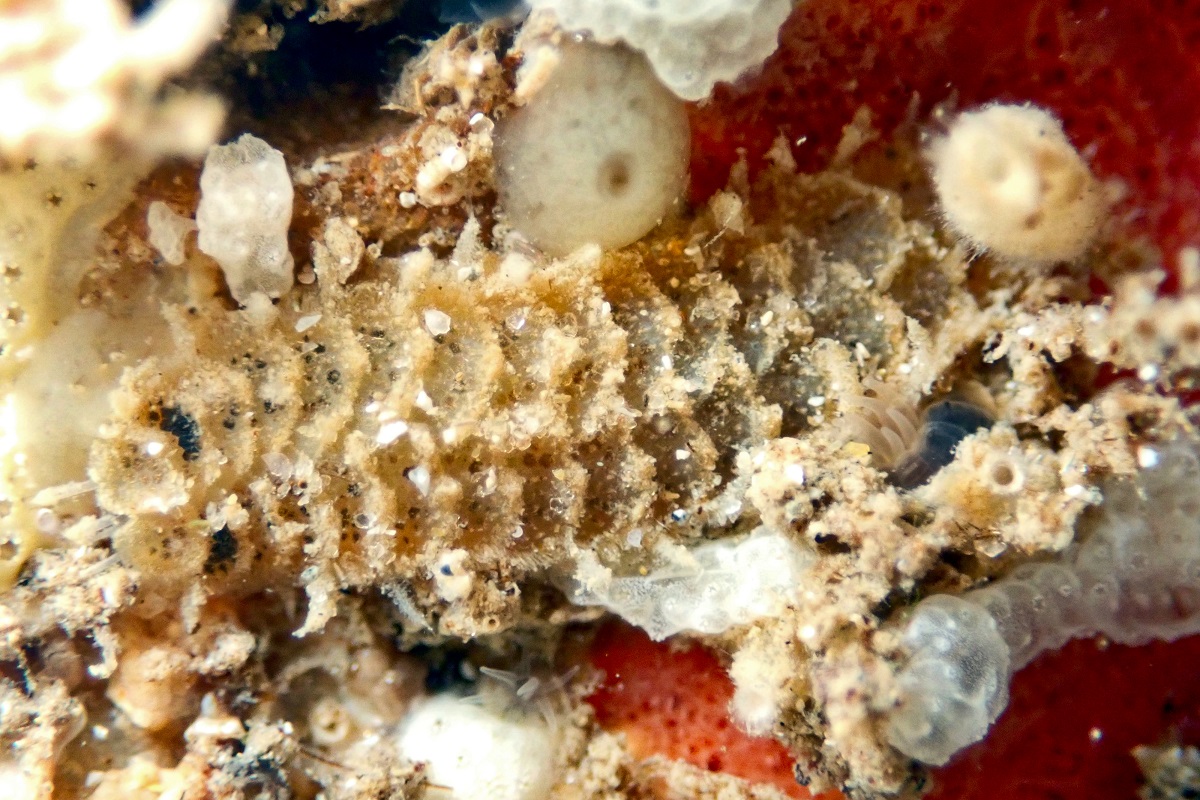 Scale Worms (Family Polynoidae)